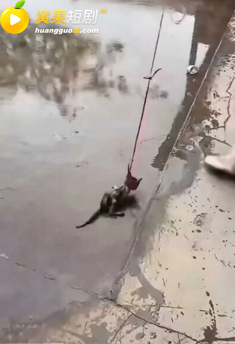快手网红牙不齐与白米粥 虐猫私拍流出 狠辣抛掷吊脖 崩塌人设引发全网刷屏