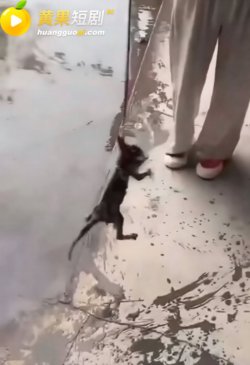 快手网红牙不齐与白米粥 虐猫私拍流出 狠辣抛掷吊脖 崩塌人设引发全网刷屏