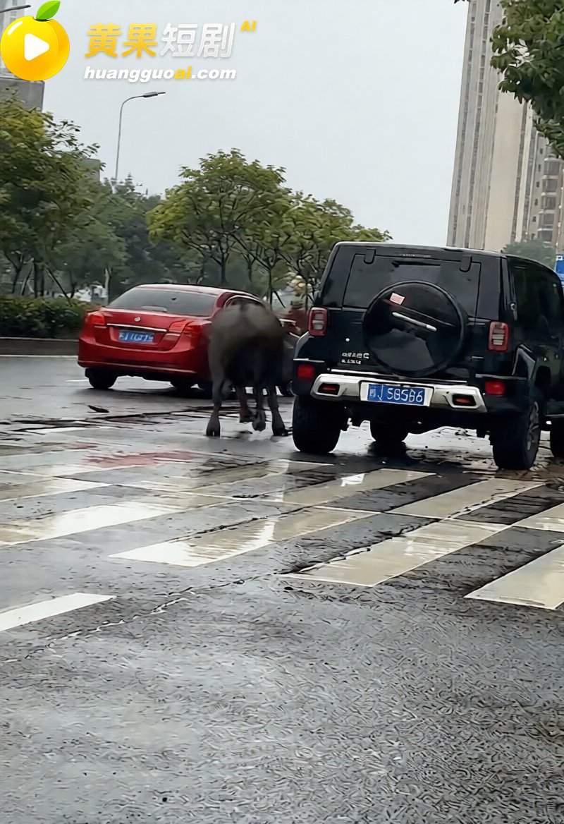 福建宁德突发疯牛狂奔事件 多车被撞受损 全网玩梗铁扇公主跟猴哥私奔 气疯绿帽牛魔王