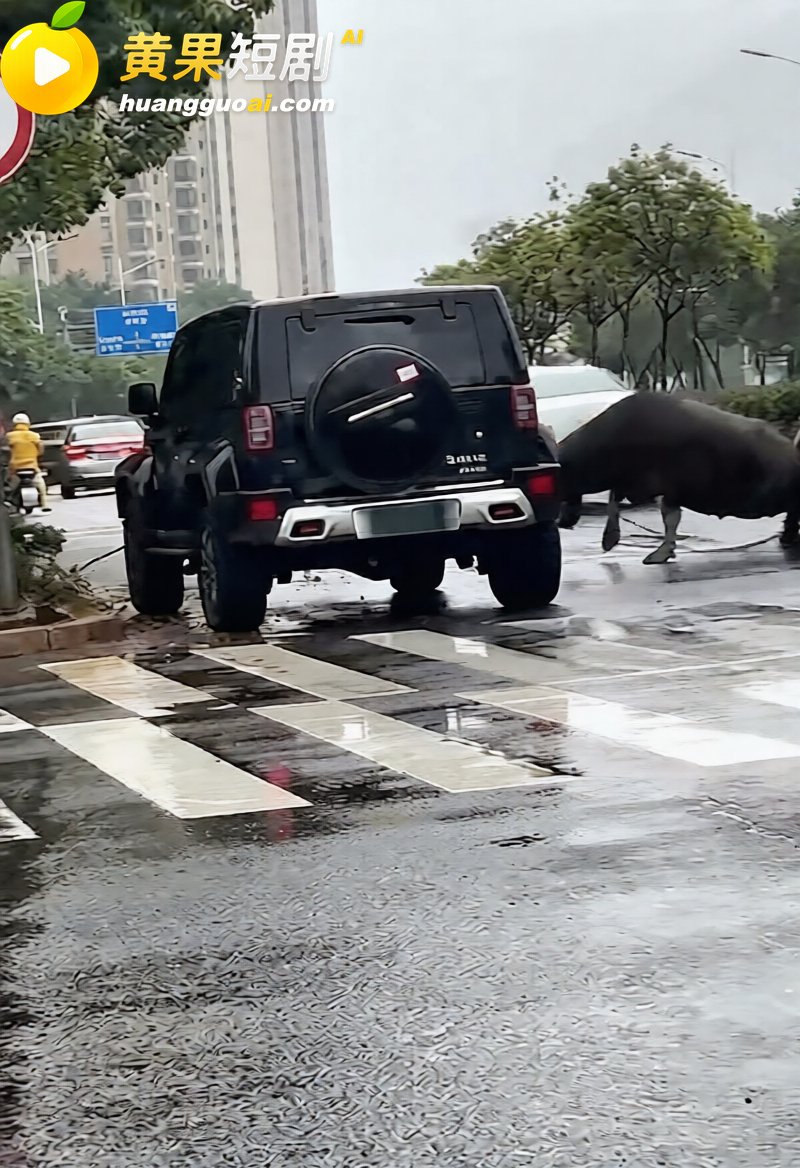 福建宁德突发疯牛狂奔事件 多车被撞受损 全网玩梗铁扇公主跟猴哥私奔 气疯绿帽牛魔王