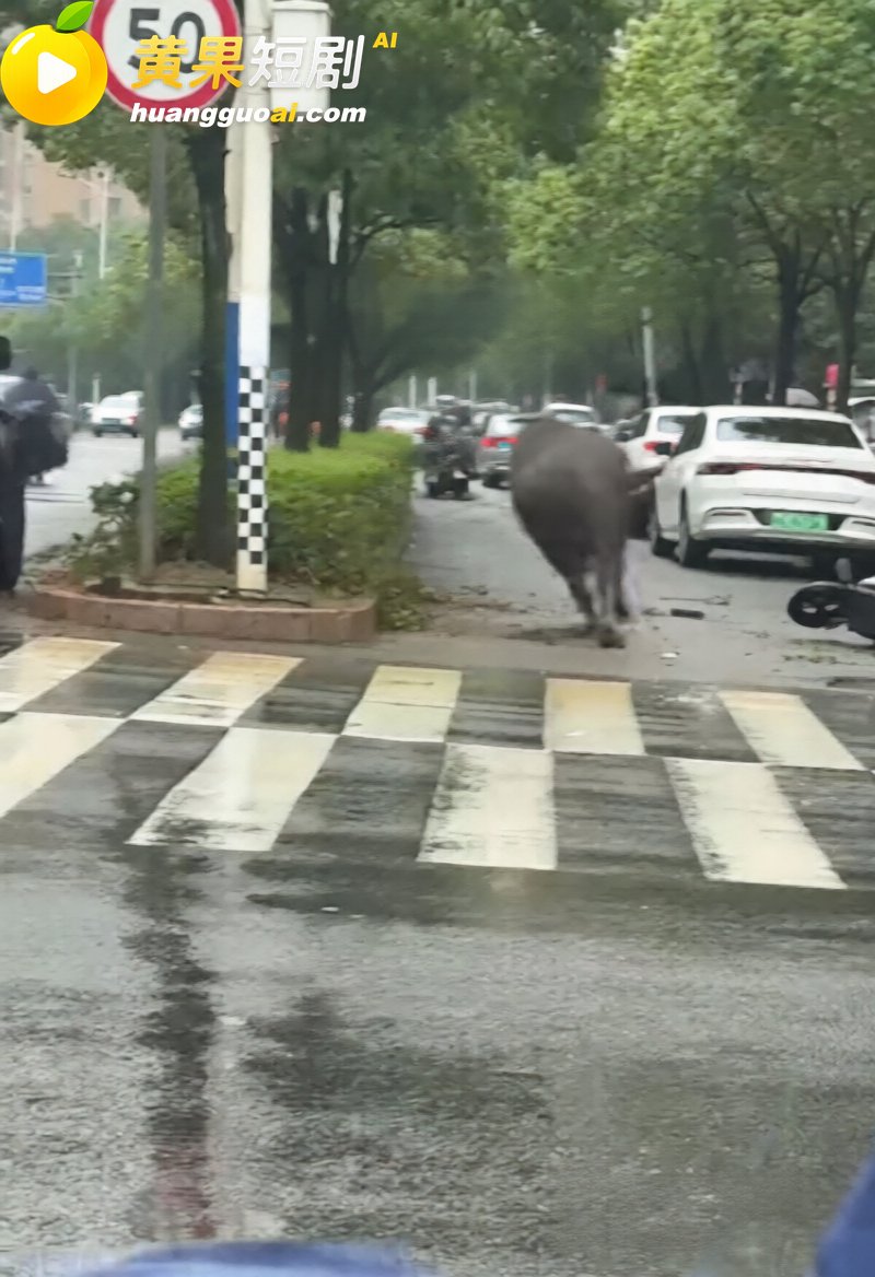 福建宁德突发疯牛狂奔事件 多车被撞受损 全网玩梗铁扇公主跟猴哥私奔 气疯绿帽牛魔王
